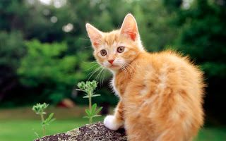 صور قطط جديده ، صور قطط صغيره ، صور قطط منوعه ، صور قطط للتصميم ، قطط ، 2011 ، 2012  Wallcate.com%20%2822%29