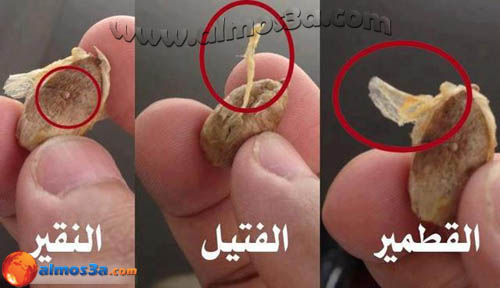 هل تريد أن تعلم معنى هذه الكلمات ( قطمير، فتيلا ، نقيرا ) التي ذكرت في القرآن ؟ Dates