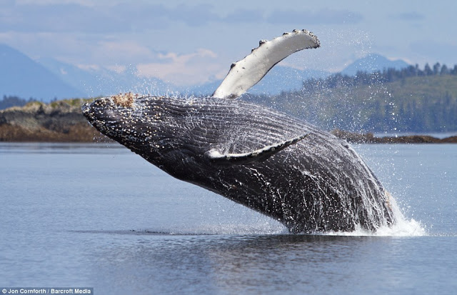  صـــــور مذهـلة للحيتان الحدباء وهي ترقص في مياة المحيط الهادئ في ألاسكا  Humpback%20whales10