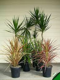  نباتات منزلية تساعد على تنقية الهواء من التلوث Trim_dracaena