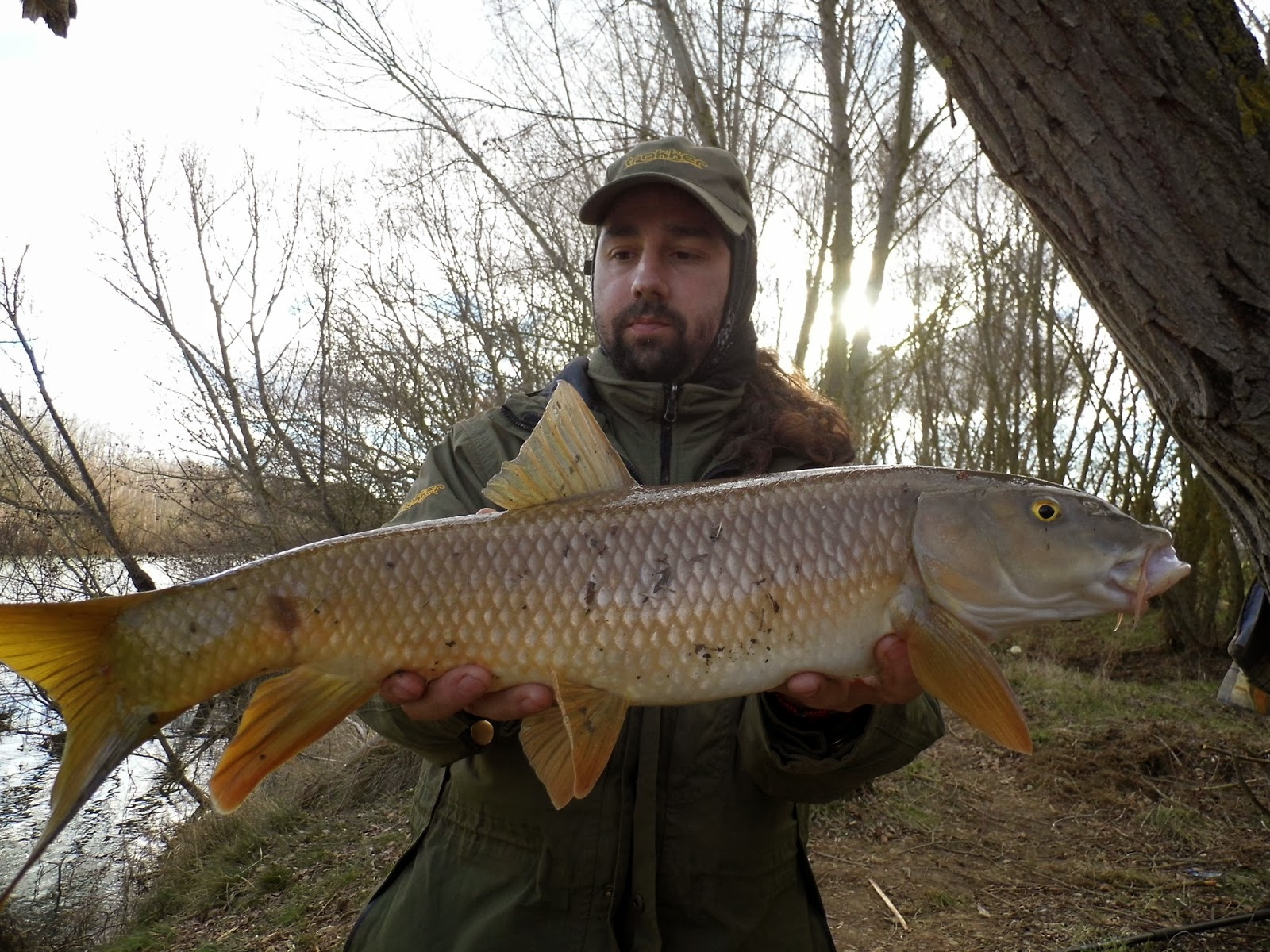 Uno barbos del Esla. P1020148