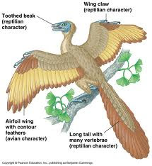 Evolucionistas reclassificam Archaeopteryx 063_Archeo