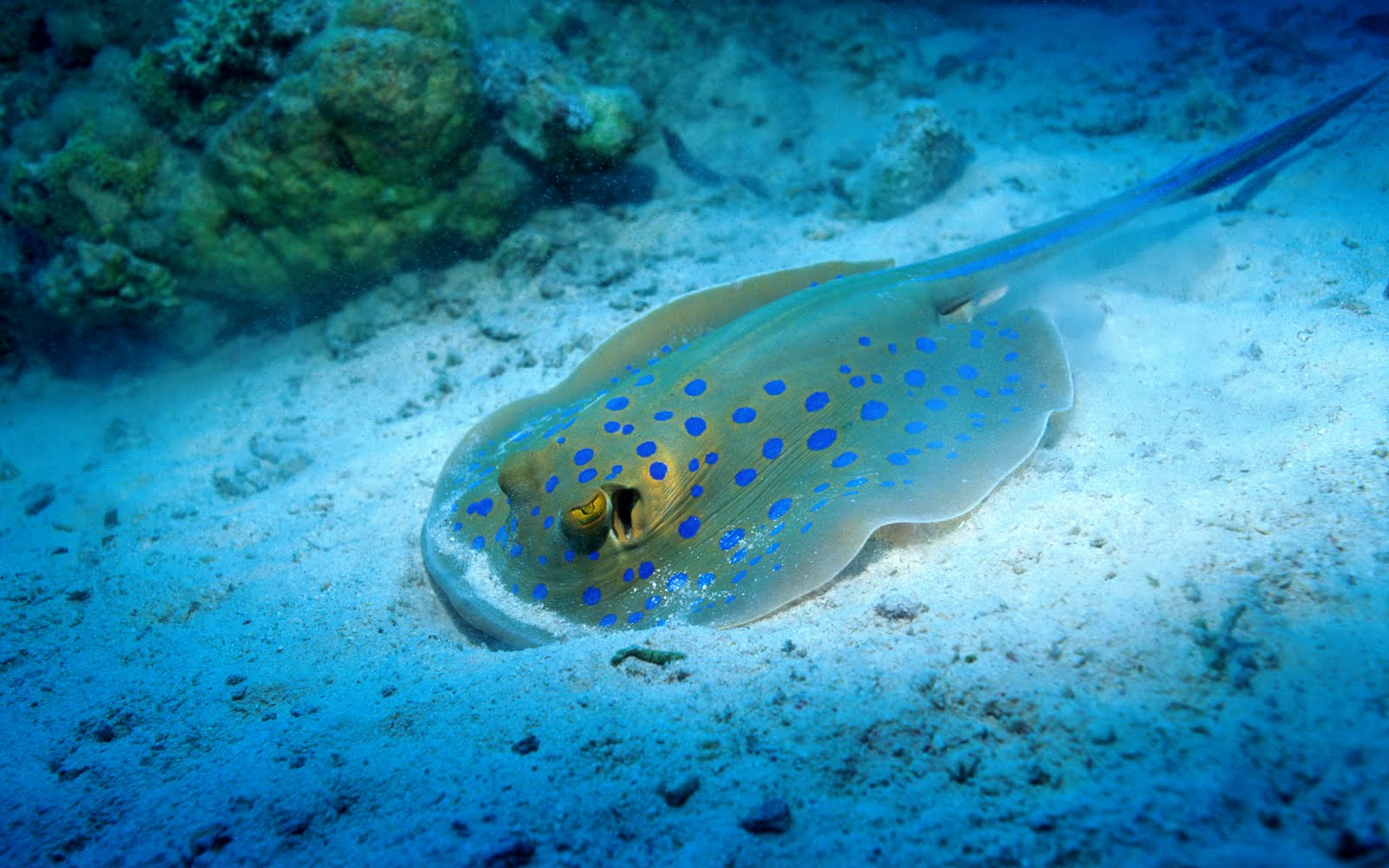 FOTOS DEL FONDO DEL MAR  :bz1: - Página 13 Peces%252C%2Bcorales%2By%2Barecifes-6