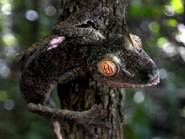 Catalogue Et Horaires De L'Animalerie " Les Copains De Niji" Leaf-tailed-gecko-madagascar