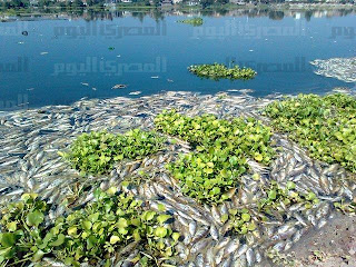 200 tonnellate di pesci morti galleggiano sul Nilo ___e___r_b_t_r_d.jpg.crop_display