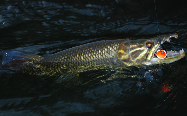 Hepsetus odoe-African Pike Characin DSC_6543