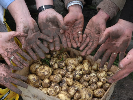 خامس أغلى نوع طعام في العالم Noirmoutier-potato