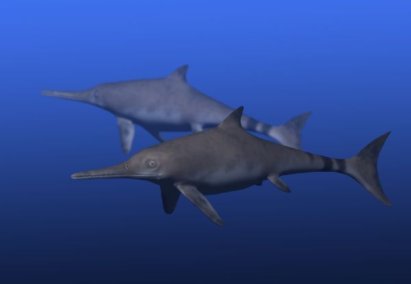 Ichthyosaurus communis Ichthyosaurus_NT