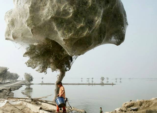 Trees Cocooned in Spiders Webs  Spiders_Flee_005