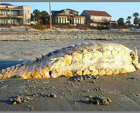 Etrange créature échouée sur une plage  Bipbip