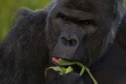 Genome Research on Gorillas Sheds New Light on Human Evoluti Gorilla