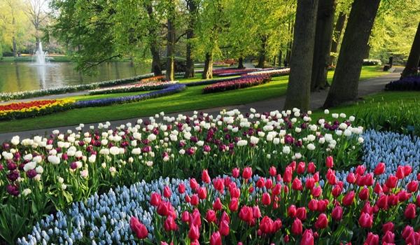 اجمل , بالعالم , بهولندا , حديقة , keukenhof) , واكبر D7f7ca8a06d76749