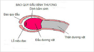 [Chia sẻ]-Toàn Quốc Vì sao đàn ông cần phải biết bao quy đầu là gì Hinh-anh-bao-quy-dau-la-gi