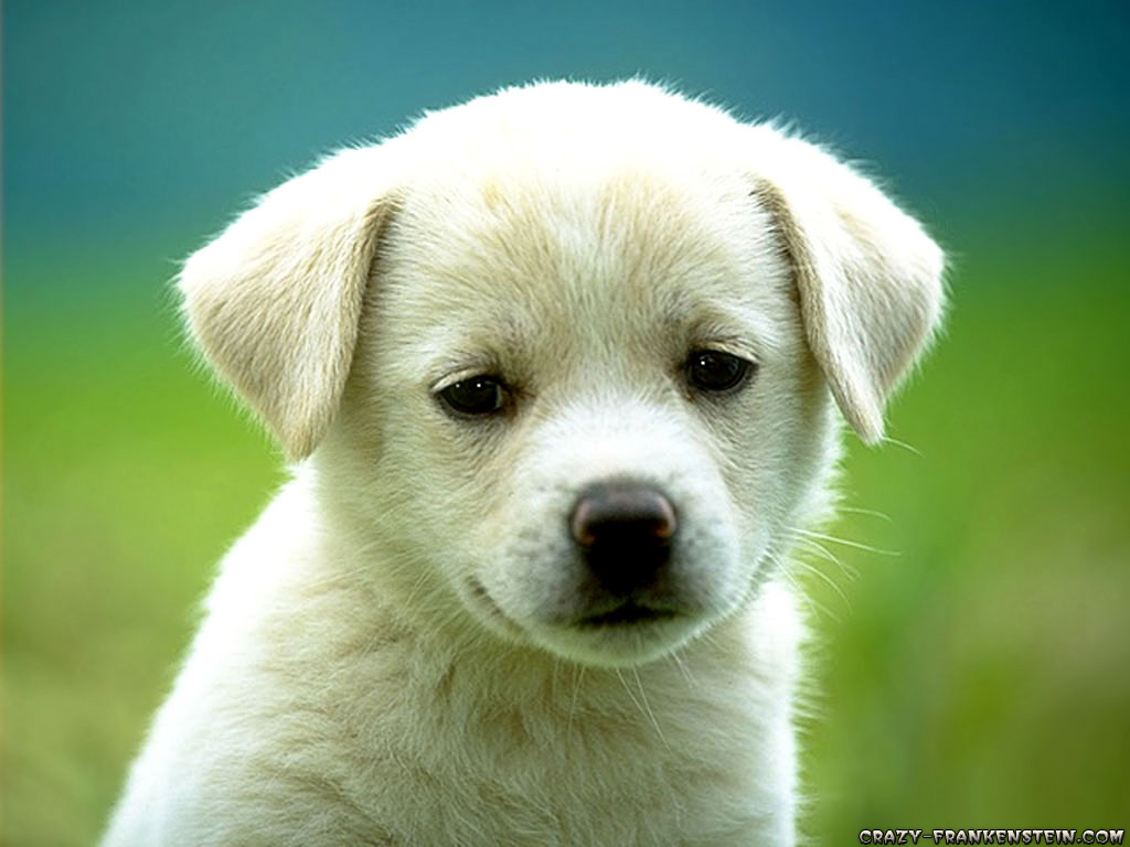 صور كلاااااااااااااااااب جميلة Cute-puppy-dog-wallpapers