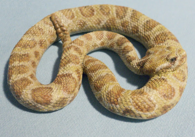 صور مذهلة من جميع أنحاء العالم Prairie-Rattlesnake-80