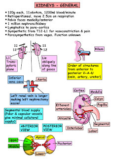   صور طبية التشريح - Anatomy    Fifth Part Abdomen and Pelvis AB052