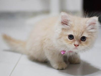 صعبآ جدآ !!!!! Small-cat-baby-kitten