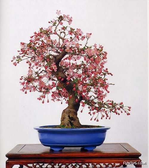           Japanese_bonsai_trees_34