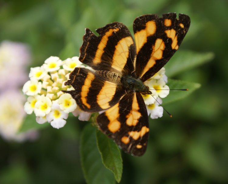 வண்ண வண்ண வண்ணத்துப் பூச்சி. Butterfly_dsc08670-750