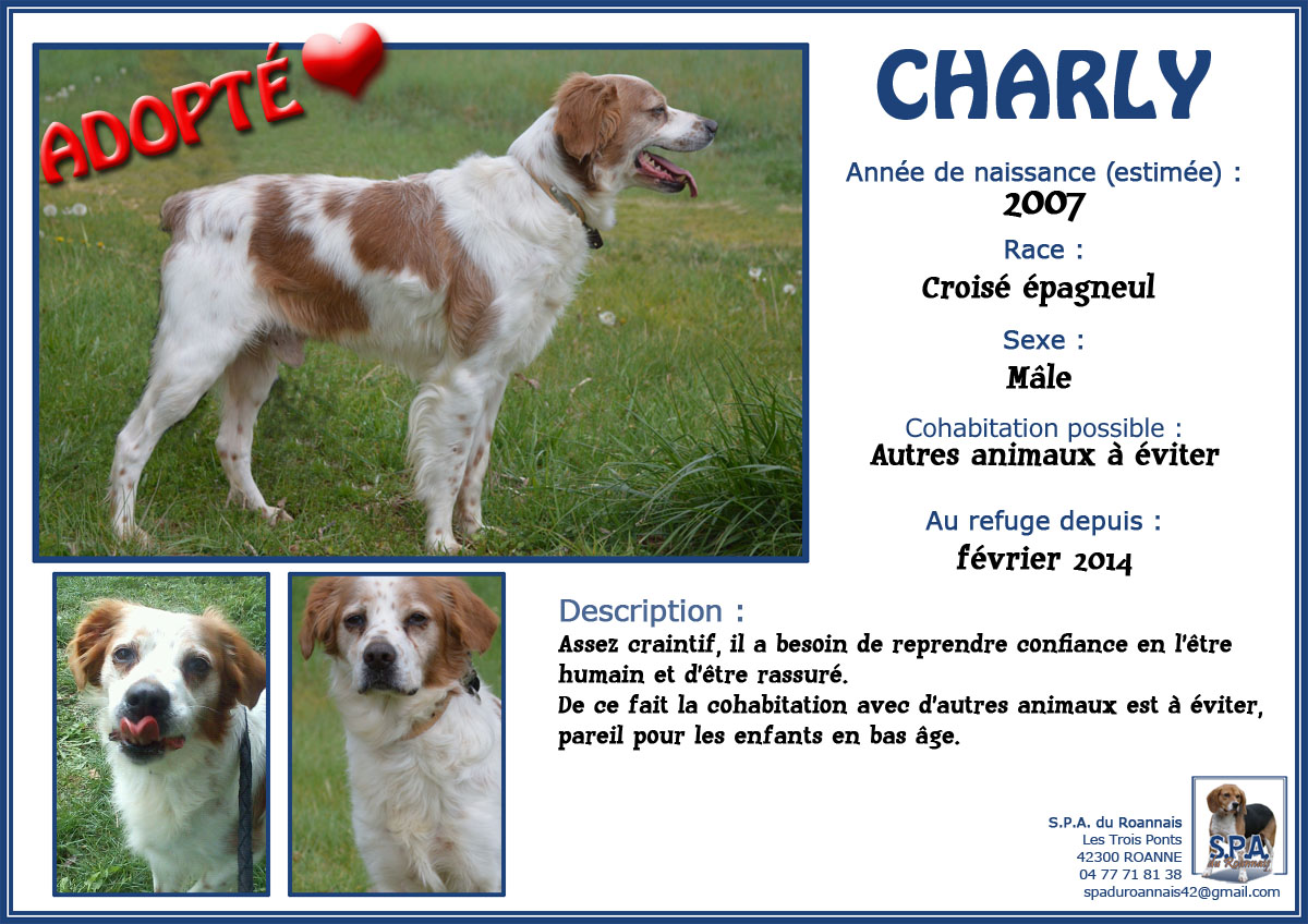 CHARLY - x epagneul breton 8 ans - Spa du Roannais à Roanne (42) 1-2014-02_CHARLY-2007