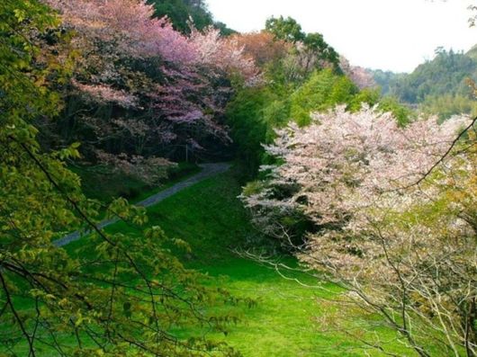 الطبيعة الساحره في اليابان Spring_season_japan_21