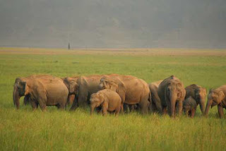 Inilah 7 Fakta tentang Gajah An_elephant_herd_at_jim_corbett_national_park