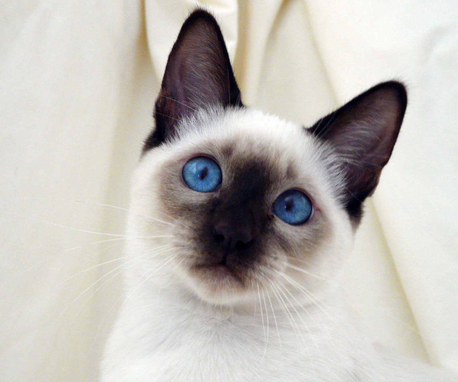 Snowlily (Updated!!!) - Page 4 Siamese-animal-wallpaper3