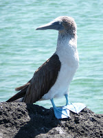 Uma viagem ao paraíso evolucionista Galapagos3