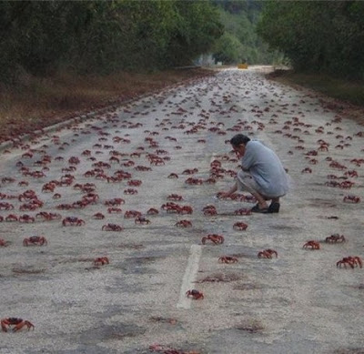 Los animales pueden predecir terremotos 3