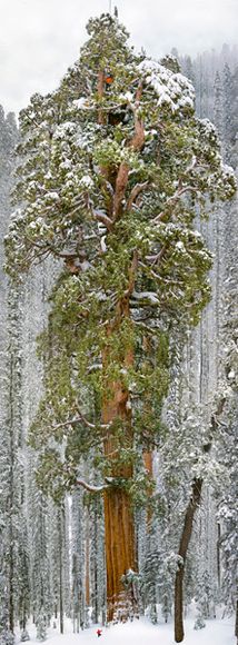 اجمل الصو 2012 Giant-sequoia-california-nichols_61667_600x450