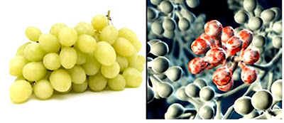 La théorie des signatures,Etrange coïncidence? 8Grapes-