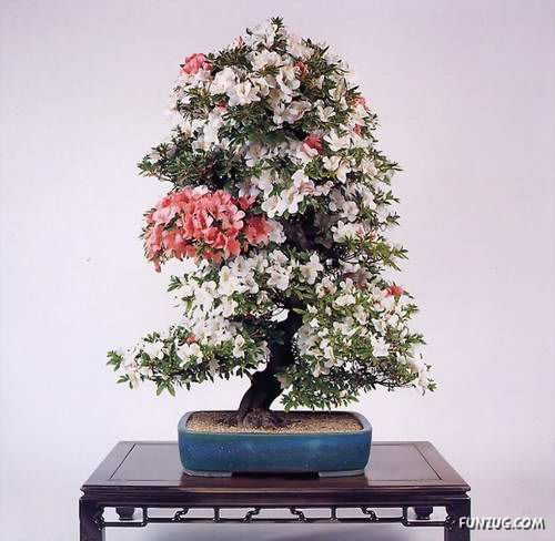           Japanese_bonsai_trees_38