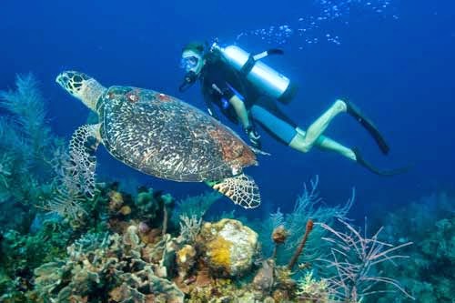 Khám phá bãi biển tuyệt đẹp ở bali Scuba-diving-bali