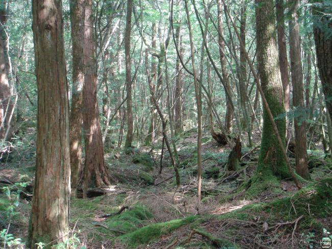 Abrem-se as cortinas do passado Floresta-Aokigahara