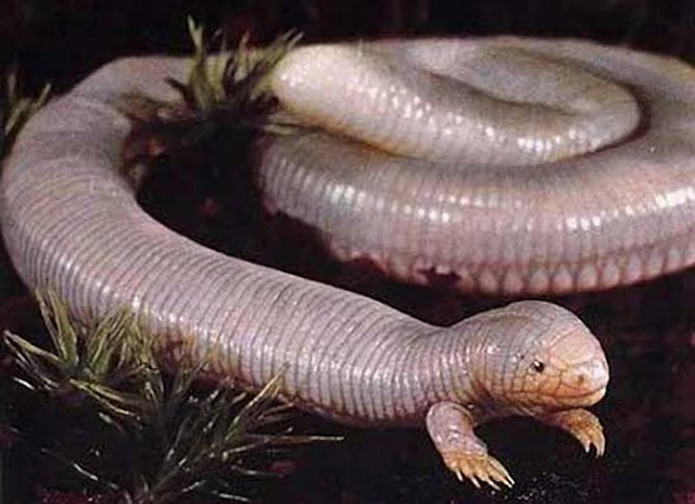 سحلية الخلد المكسيكية تشبه الثعبان ولها ارجل امامية فقط Mexican-Mole-Lizard%5B1%5D