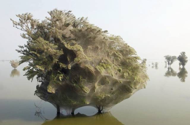 شاهد الاشجار كيف غطاها العنكبوتفي الباكستان ... سبحان الله  Spiders_Flee_006