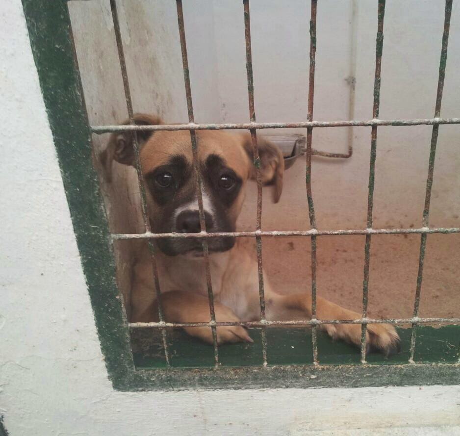 GRETA. Cachorra de tamaño mediano en Hellin ( Albacete )(PE) Boxe