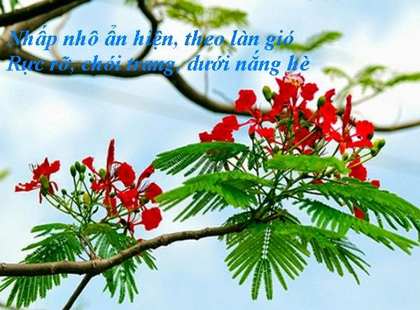  06/04/2015 HOA PHƯỢNG ĐẦU MÙA 10%2B%28Copy%29