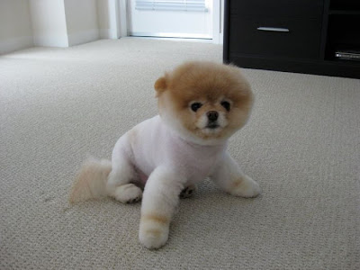 صور الكلب بوووووو ..... Boo_Pomeranian_Dog_43