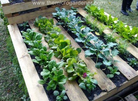 Le micro-jardin Pallet-garden_wm