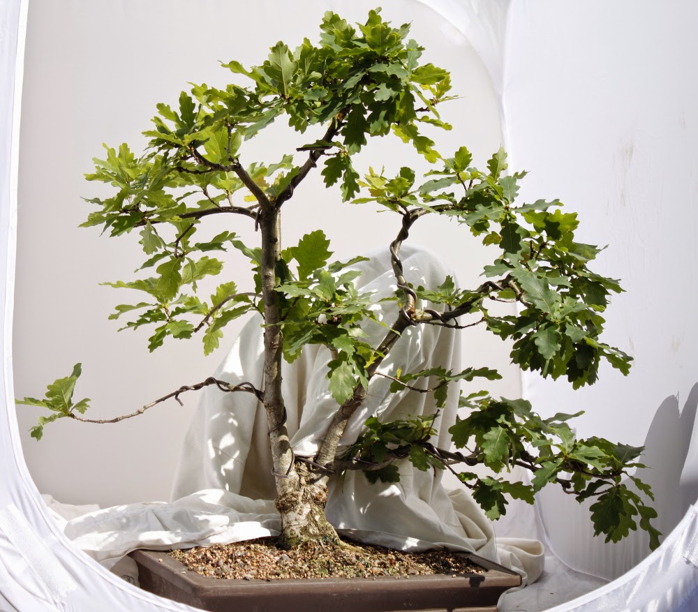 Quercus robur Tammi4
