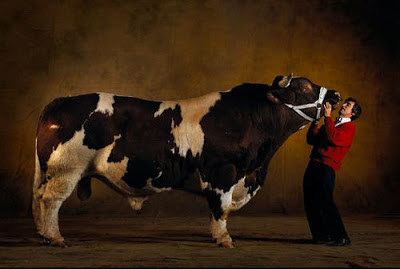 من عجائب وغرائب هذه صور ابقار Cow1