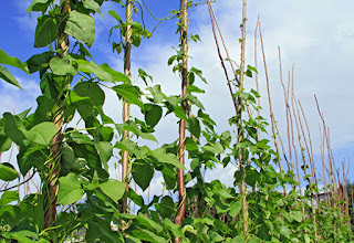 "Las plantas tienen neuronas, son seres inteligentes" Plantas%2Bde%2Bfrijol