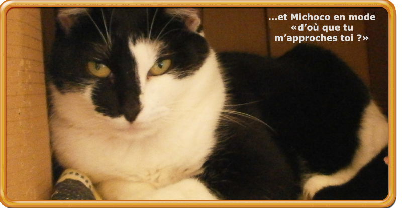 Michoco (rebaptisée Bergamote), chatte noire et blanche née en mars 2011 - Page 2 PA220127