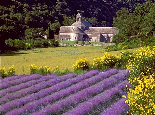 ANOTIMPURILE*VARA-totul vibreaza sub Soare! Campuri-de-lavanda-din-Provence