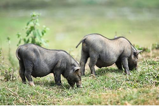 Chuyên cung cấp lợn cắp nách, lợn Mán, lợn Lào ngon nhất Hà Nội - LH: 0906.136.220 1