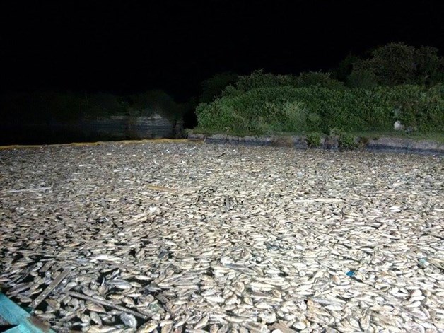 Tons of dead fish appear over night on Treasure Beach Mexico! Millions of fish lit 12182232_10156155274615621_108222945_n