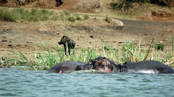 நீர் யானையை நேரில் பார்த்திருக்கிறீர்களா? Hippopotamus_15