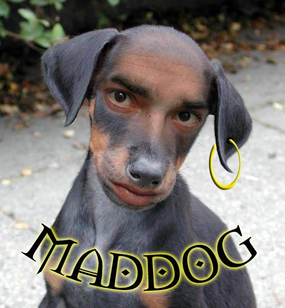 Fantasy Cricket League  MadDog