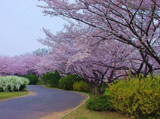 جمال الطبيعة فى اليابان Spring_season_japan_25